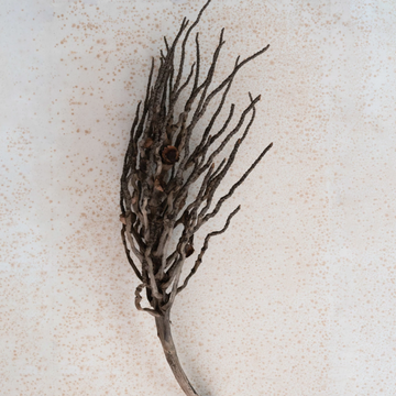 Dried Coconut Palm Branch