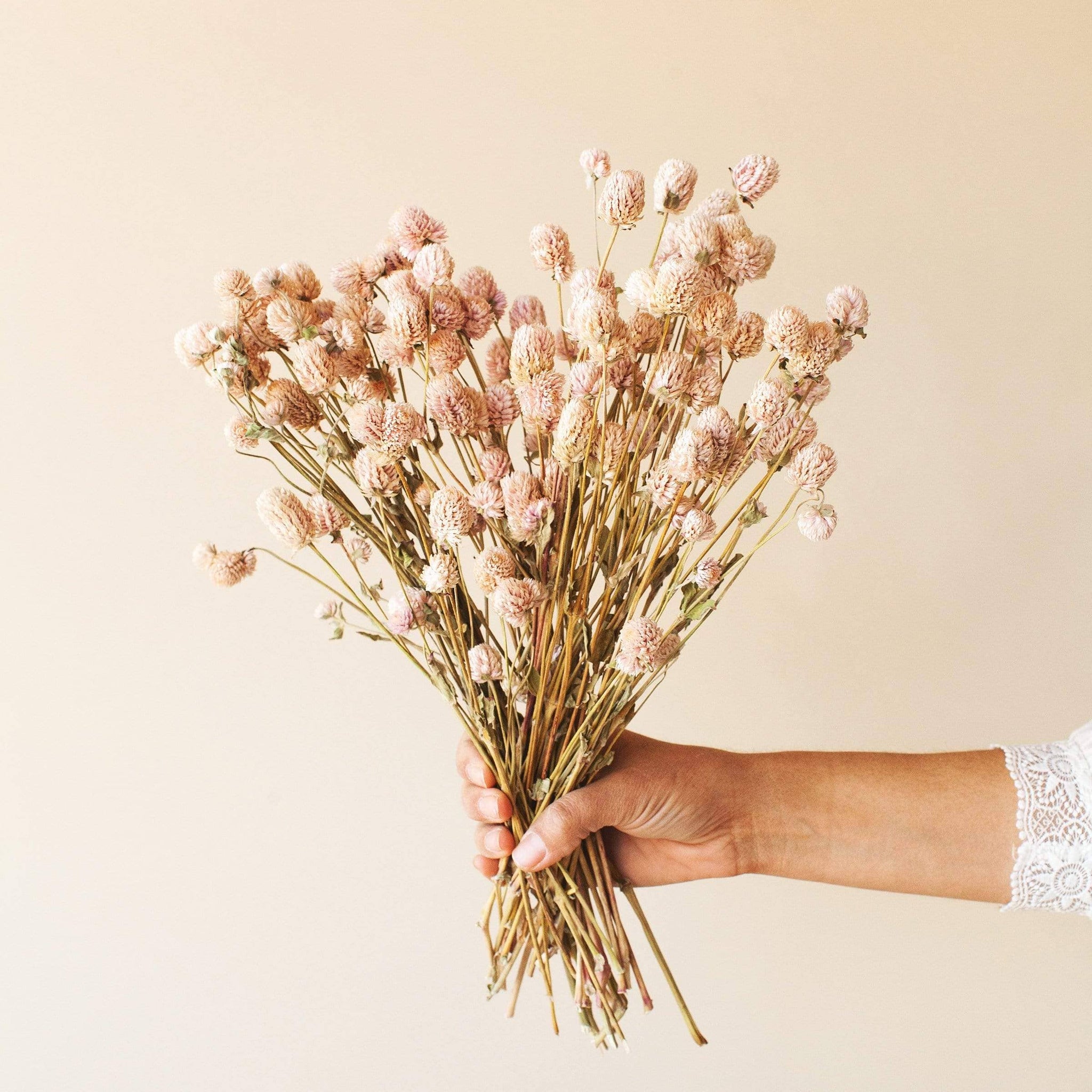 Dried Blush Globe Amaranth