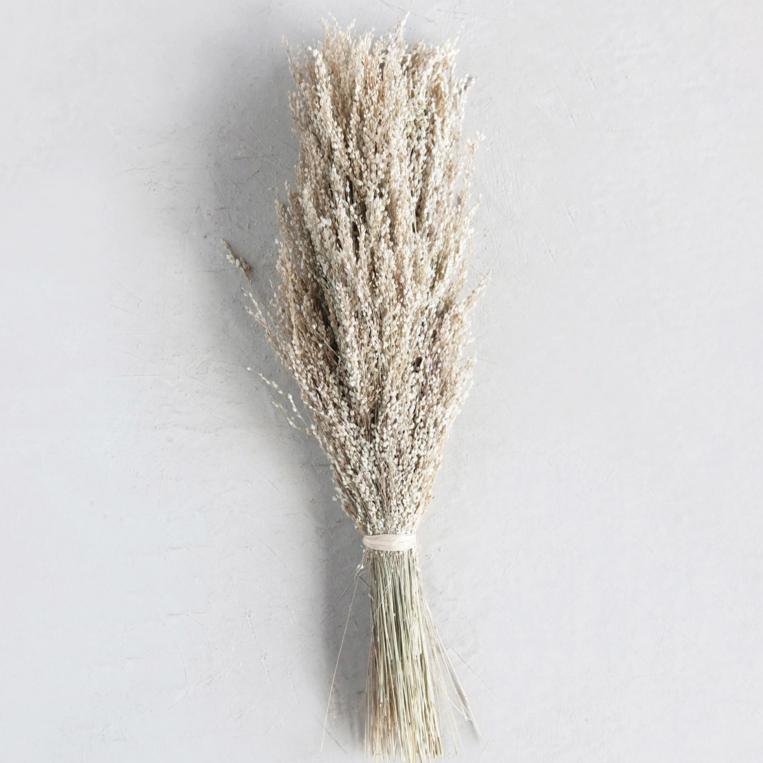 Dried Star Grass