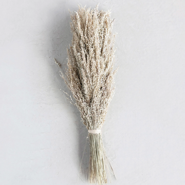 Dried Star Grass