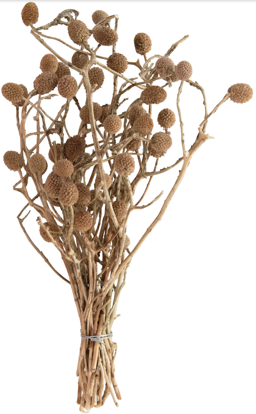 Dried Bora Florals