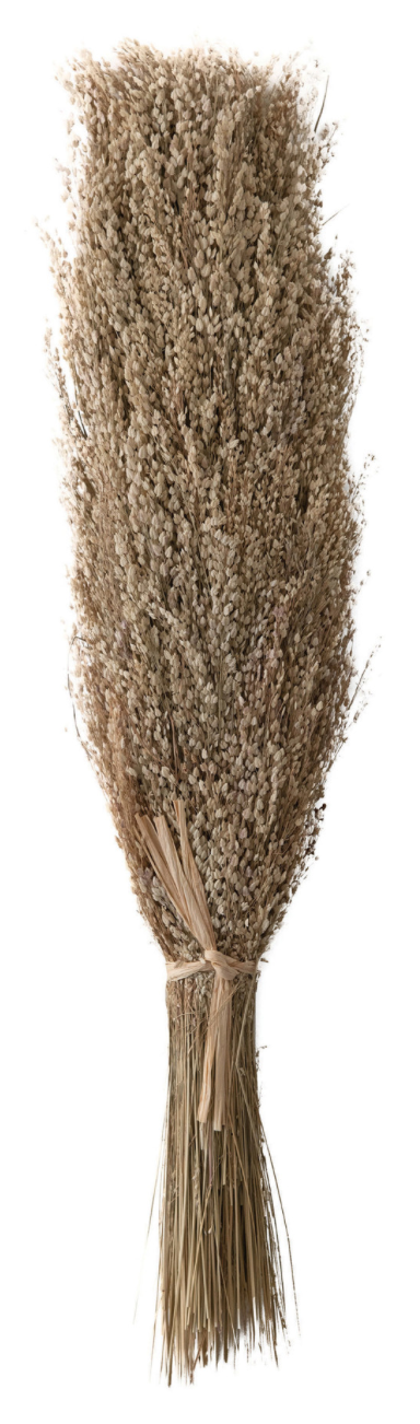 Dried Star Grass